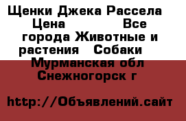 Щенки Джека Рассела › Цена ­ 10 000 - Все города Животные и растения » Собаки   . Мурманская обл.,Снежногорск г.